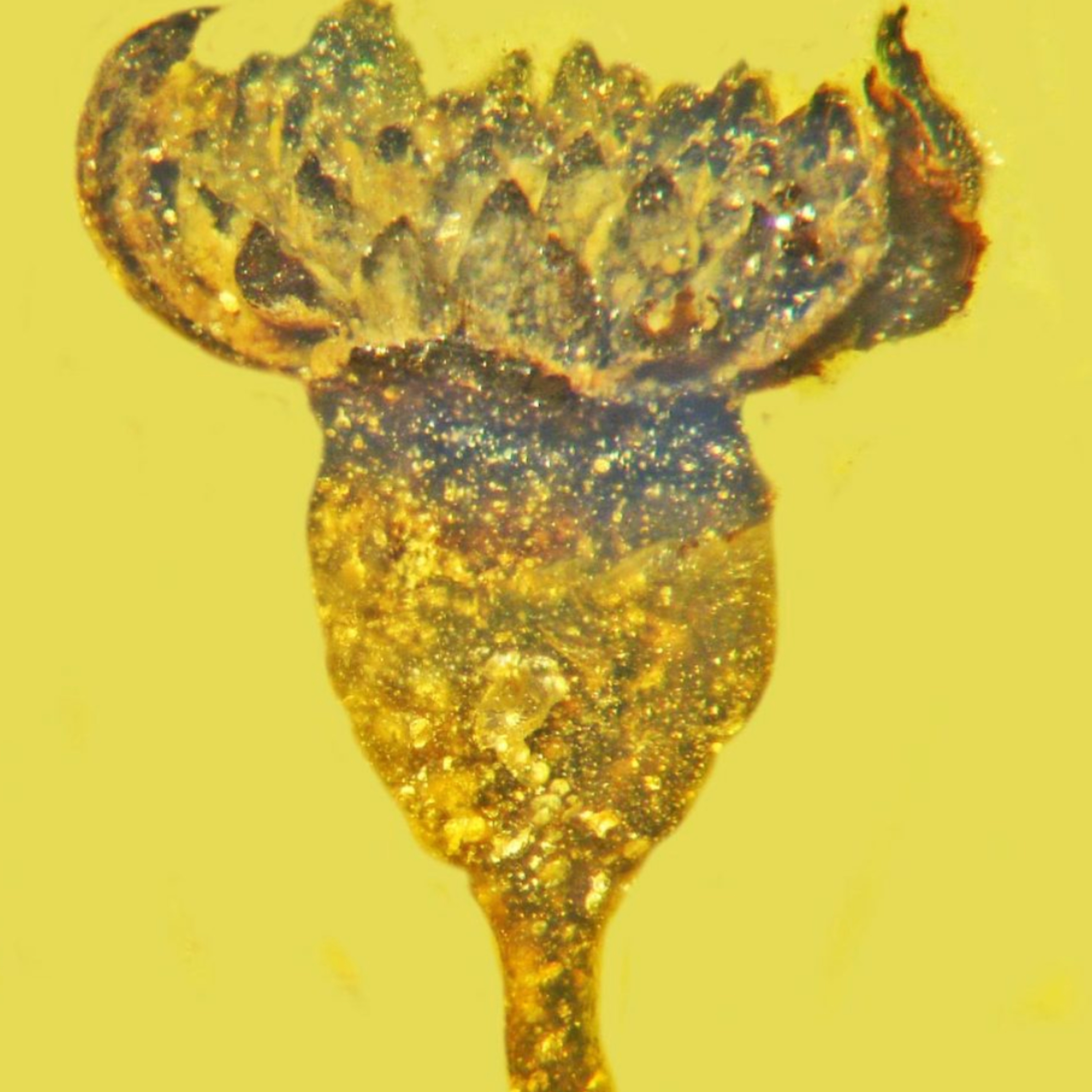 PALOOLA: Botanical