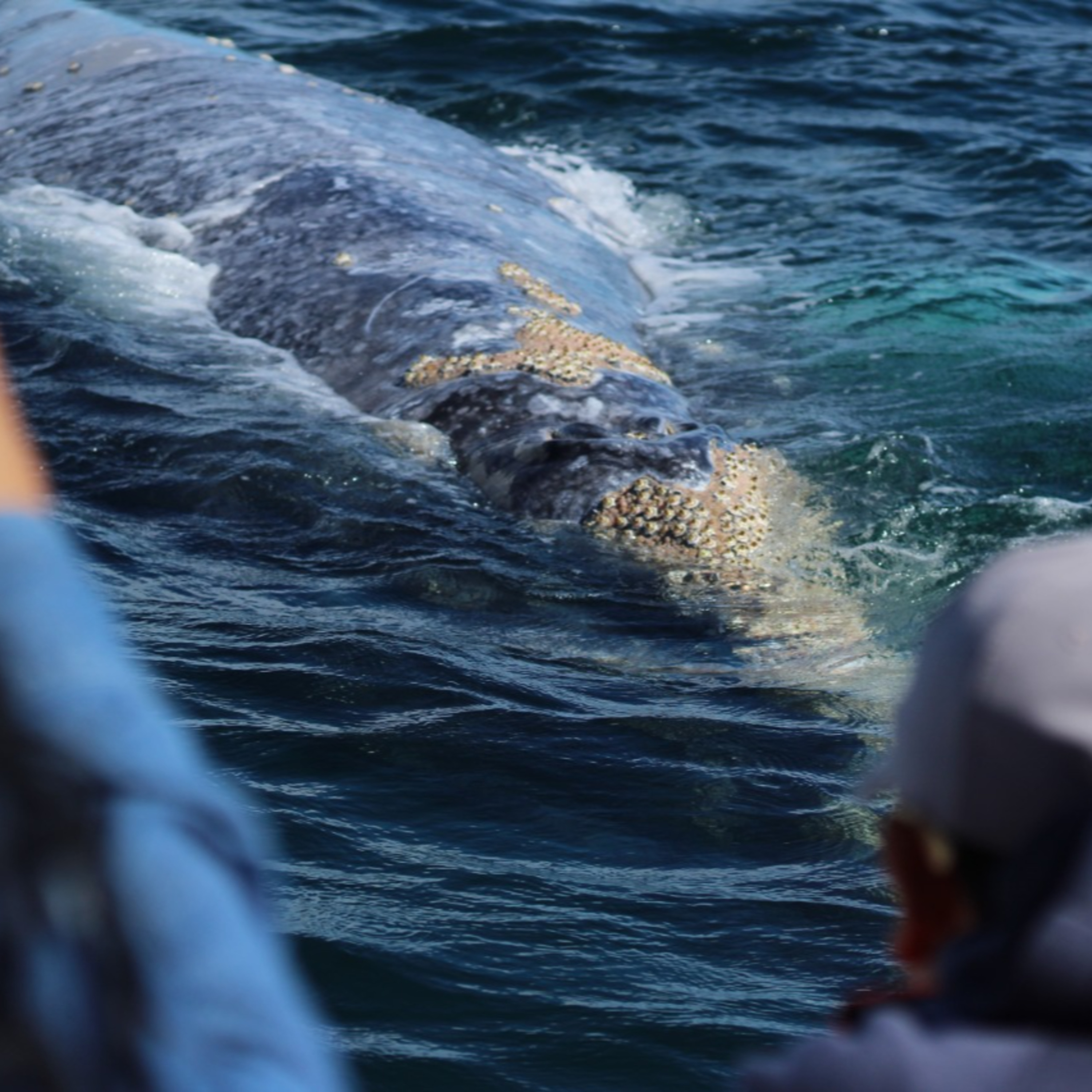 POR COVID NO HABRÁ FESTIVALES PARA EL AVISTAMIENTO DE BALLENAS episode artwork