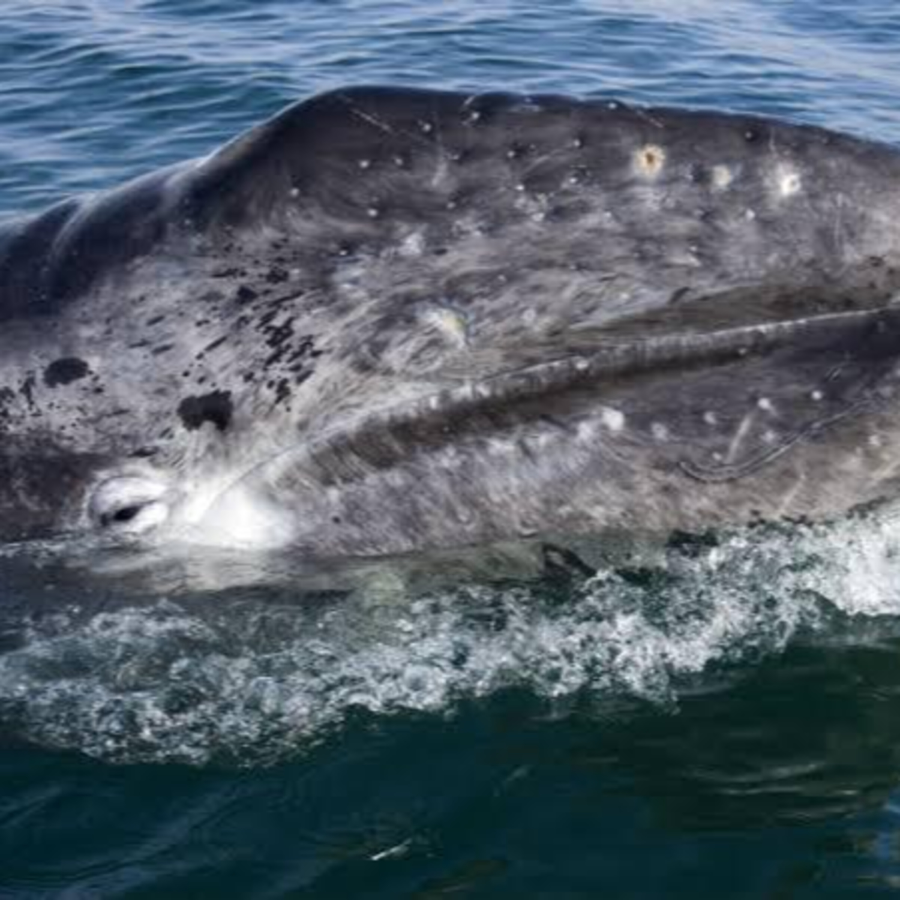 INICIA AVISTAMIENTO DE BALLENA GRIS EN BCS episode artwork