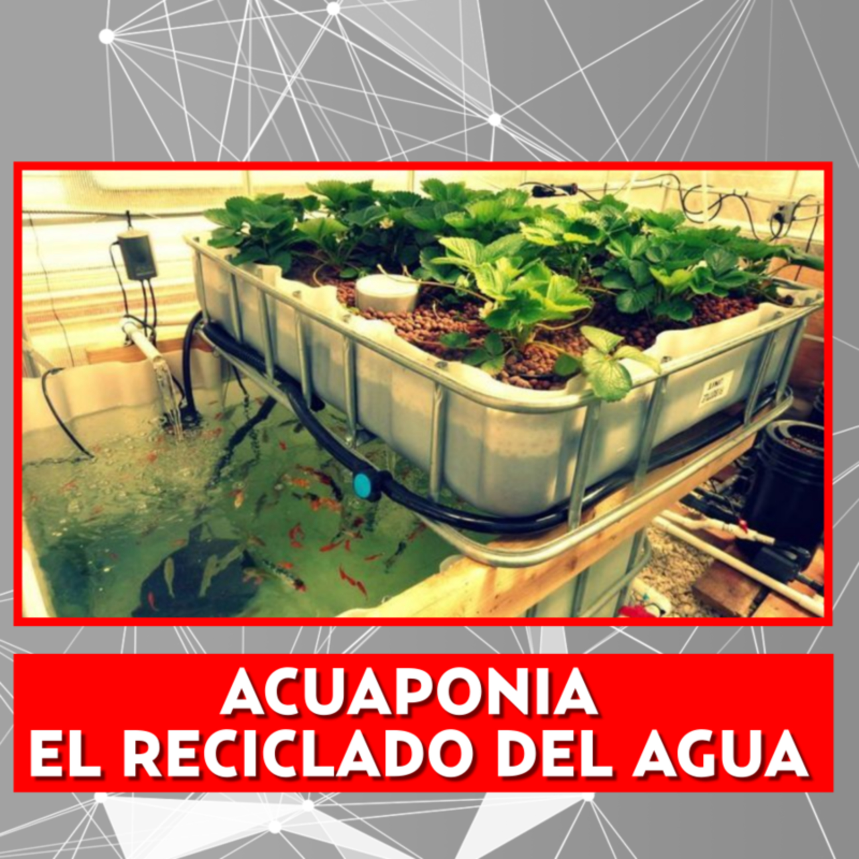 ACUAPONIA EL RECICLADO DEL AGUA episode artwork