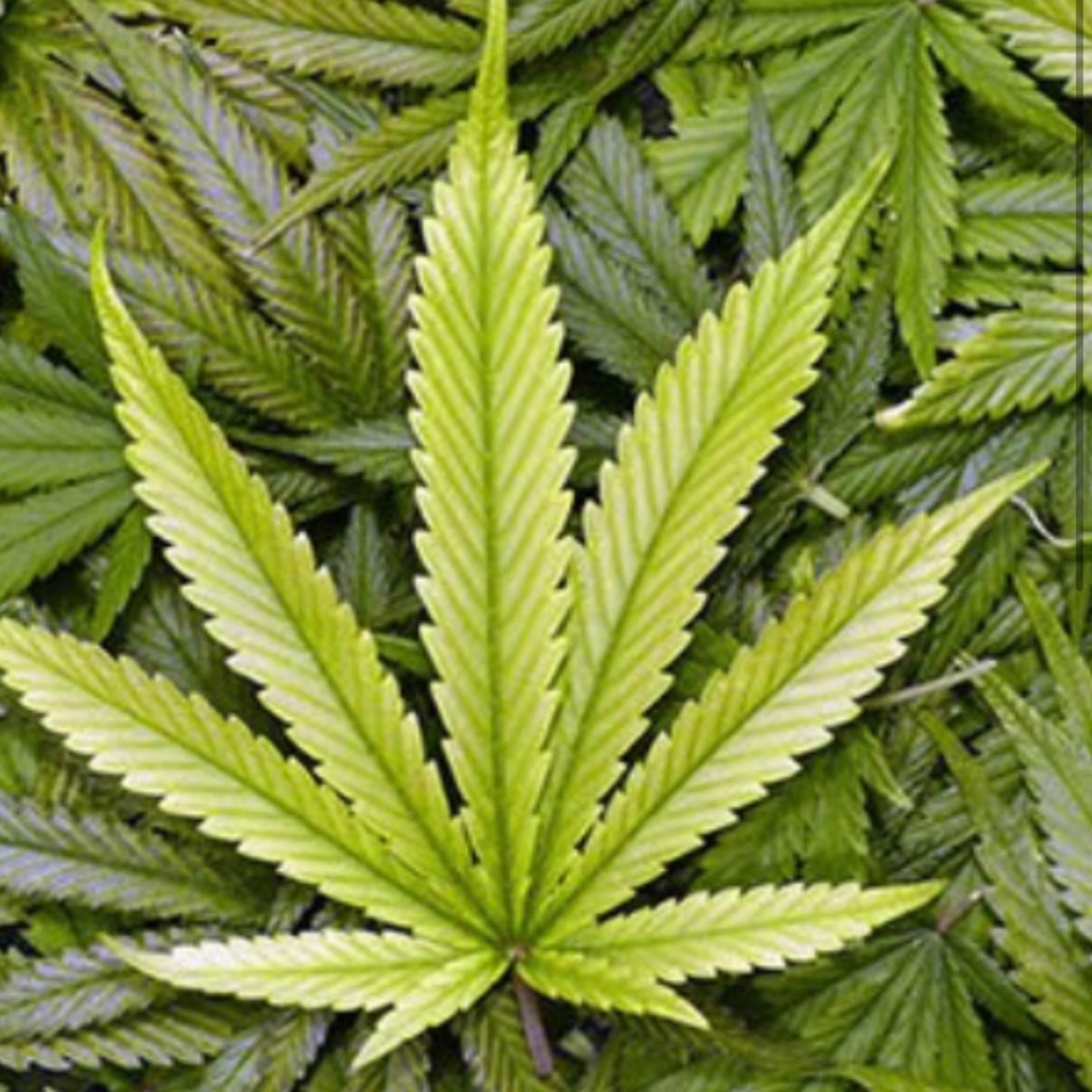Legalization of marijuana  episode artwork