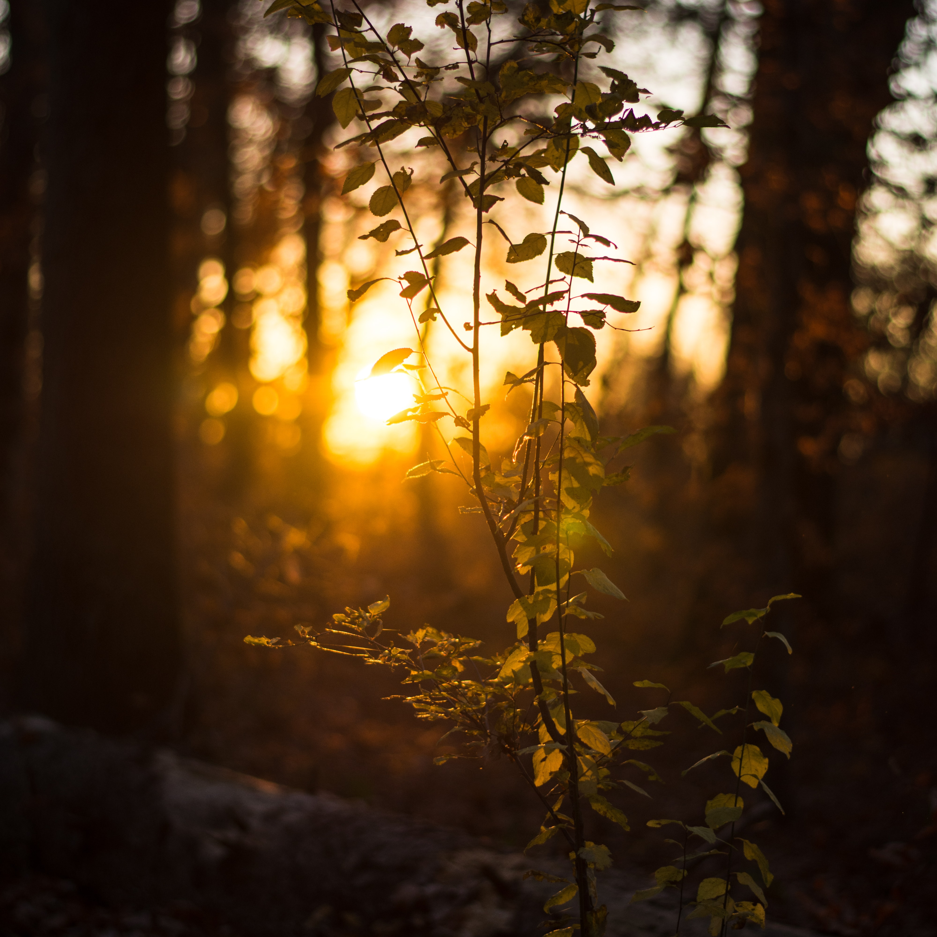 The Crack of Dawn Podcast