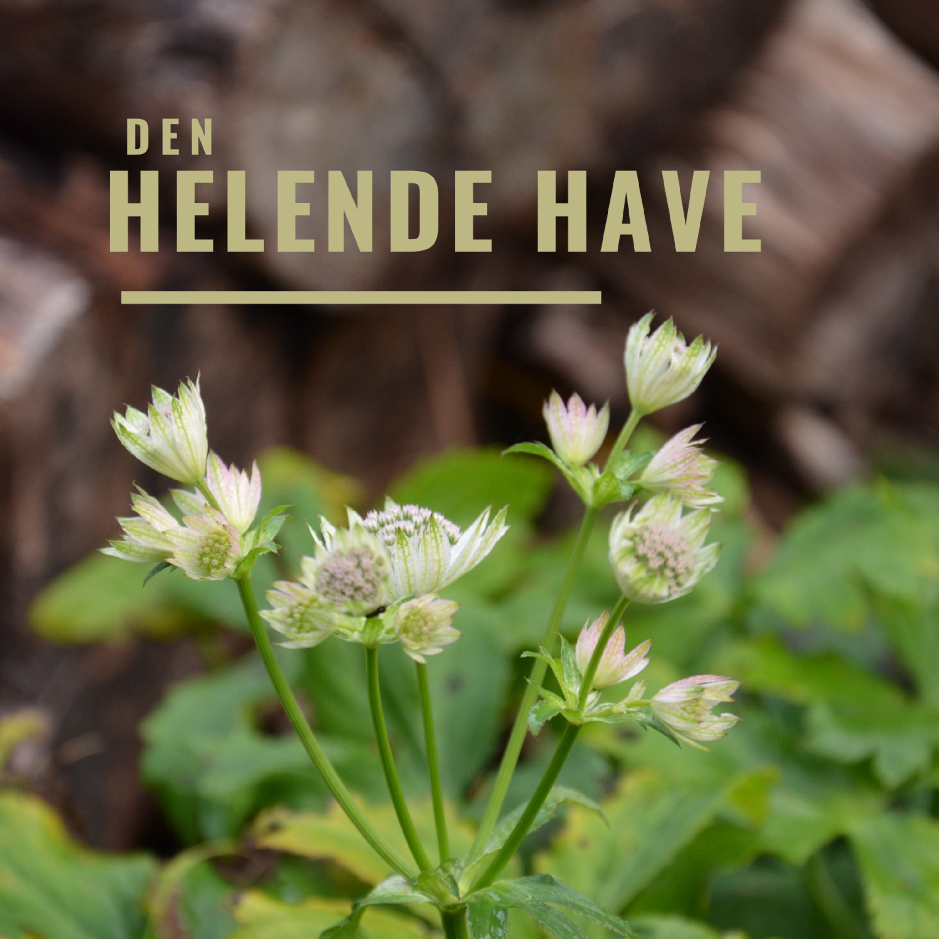 Den helende have (1): Den stille energi