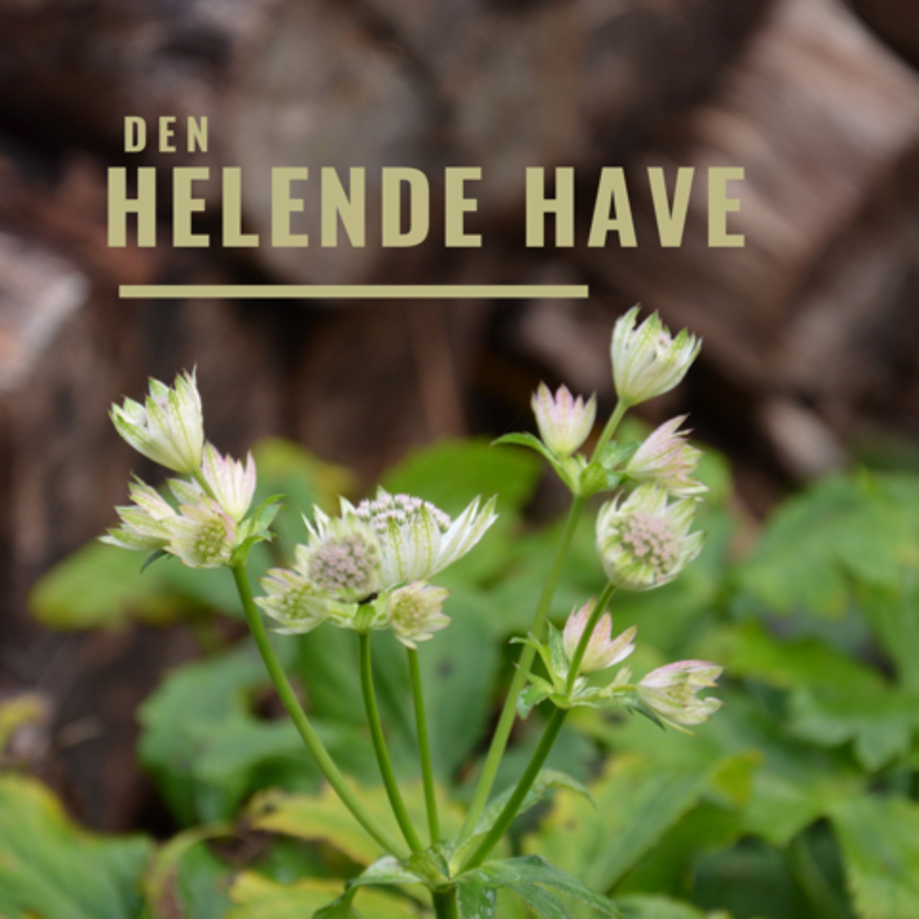 Den helende have (4): Solopgangen venter ikke på dig