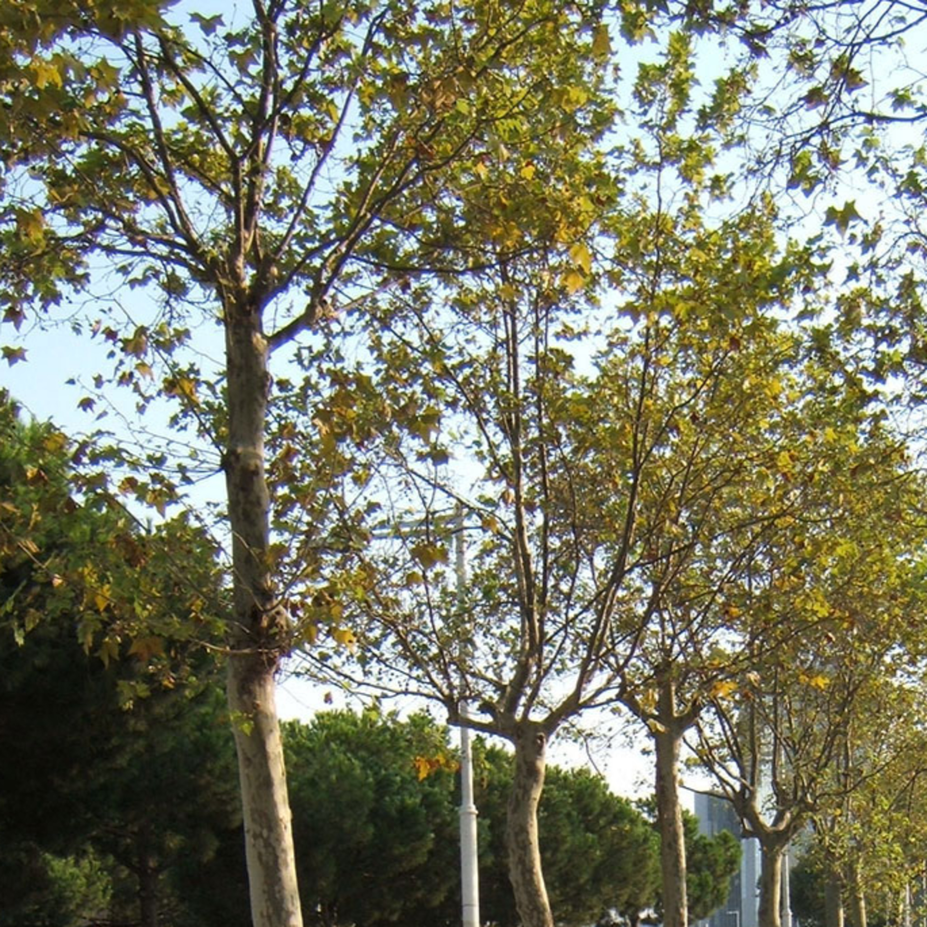 Landuum Paisaje