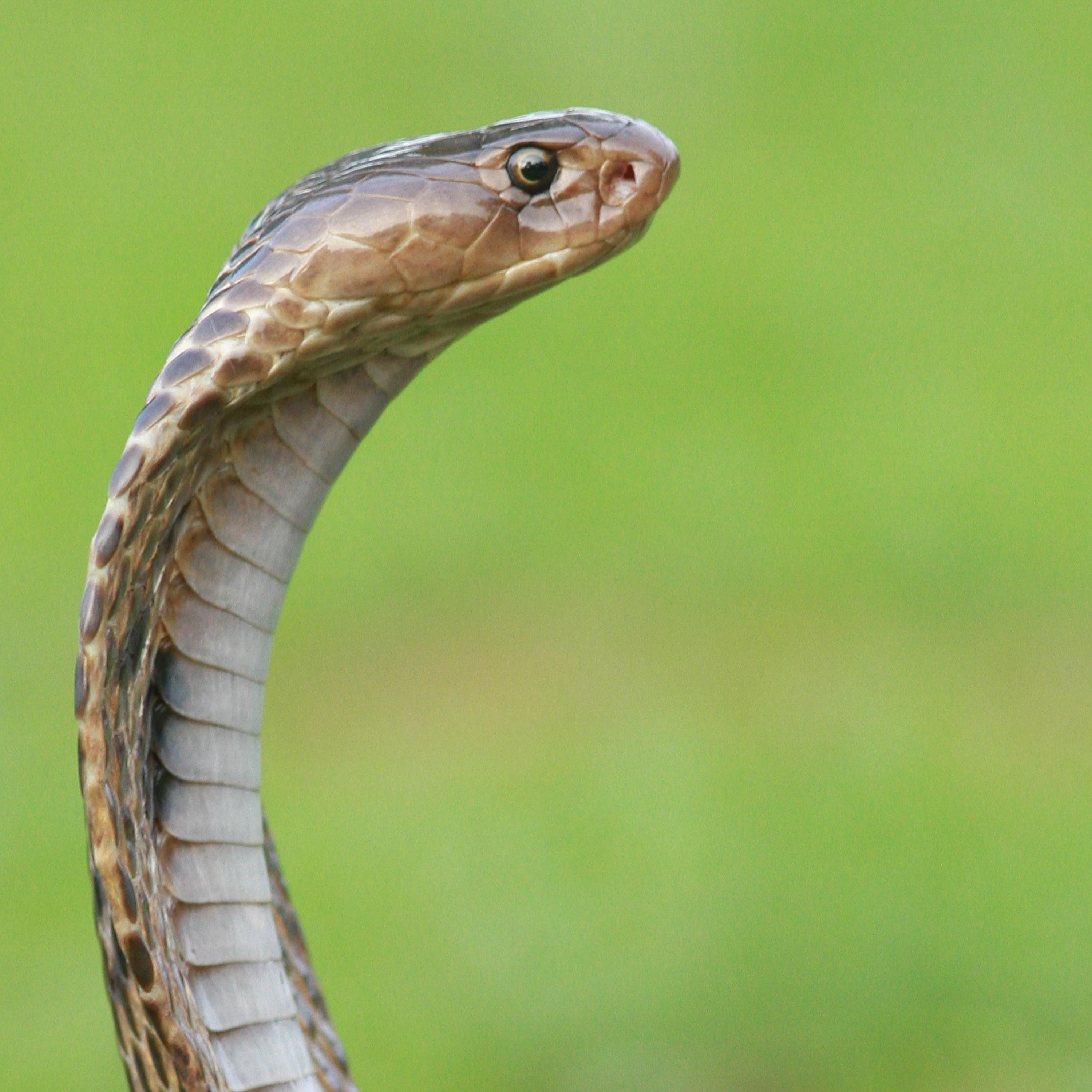 the basilisk thumbnail