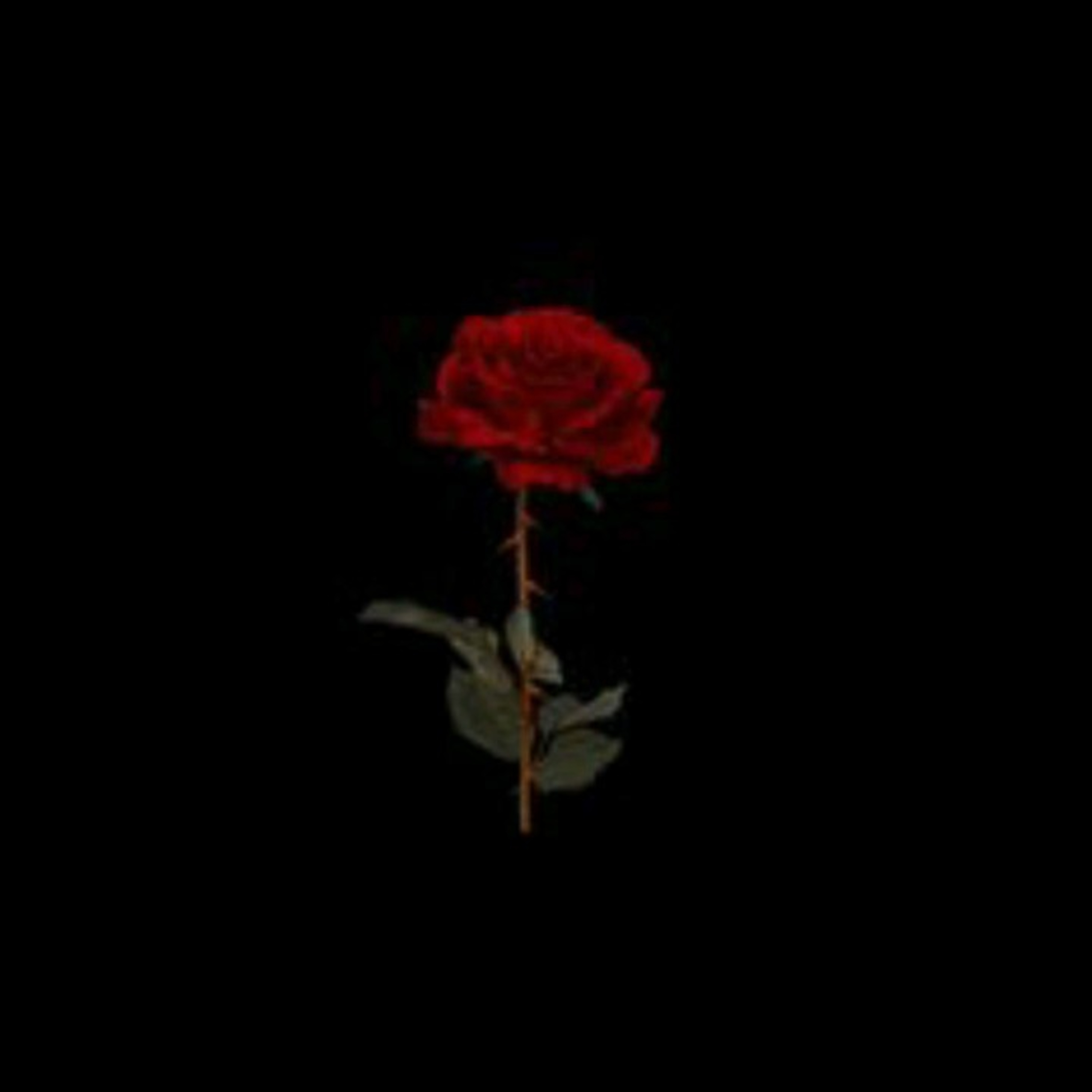 Un Mar de Letras y Sentimientos