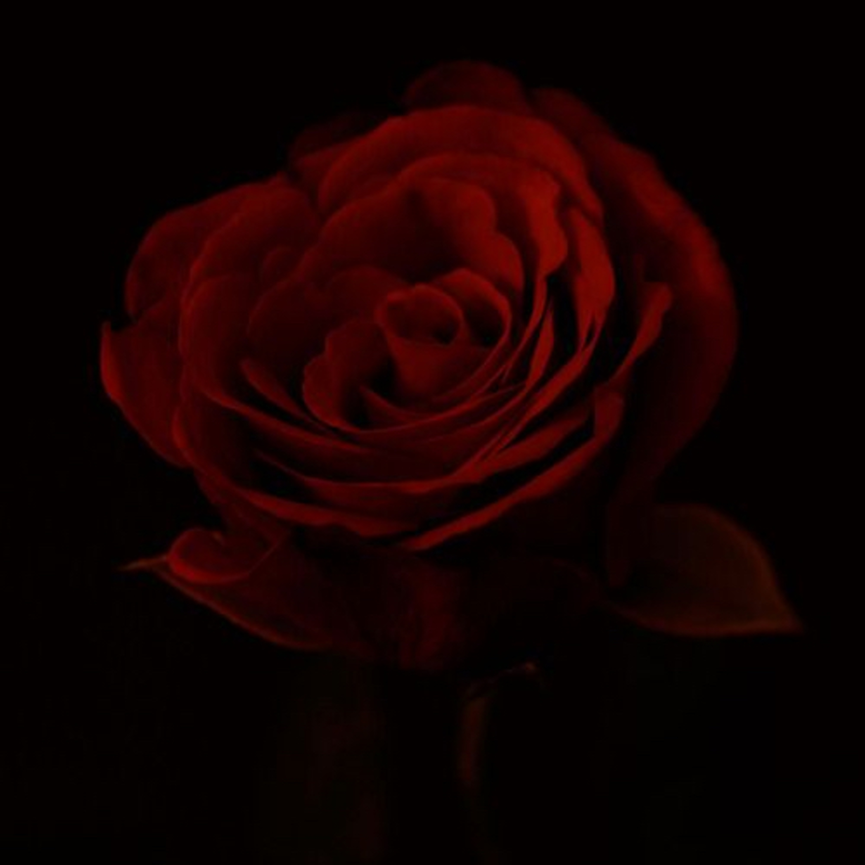 Un Mar de Letras y Sentimientos