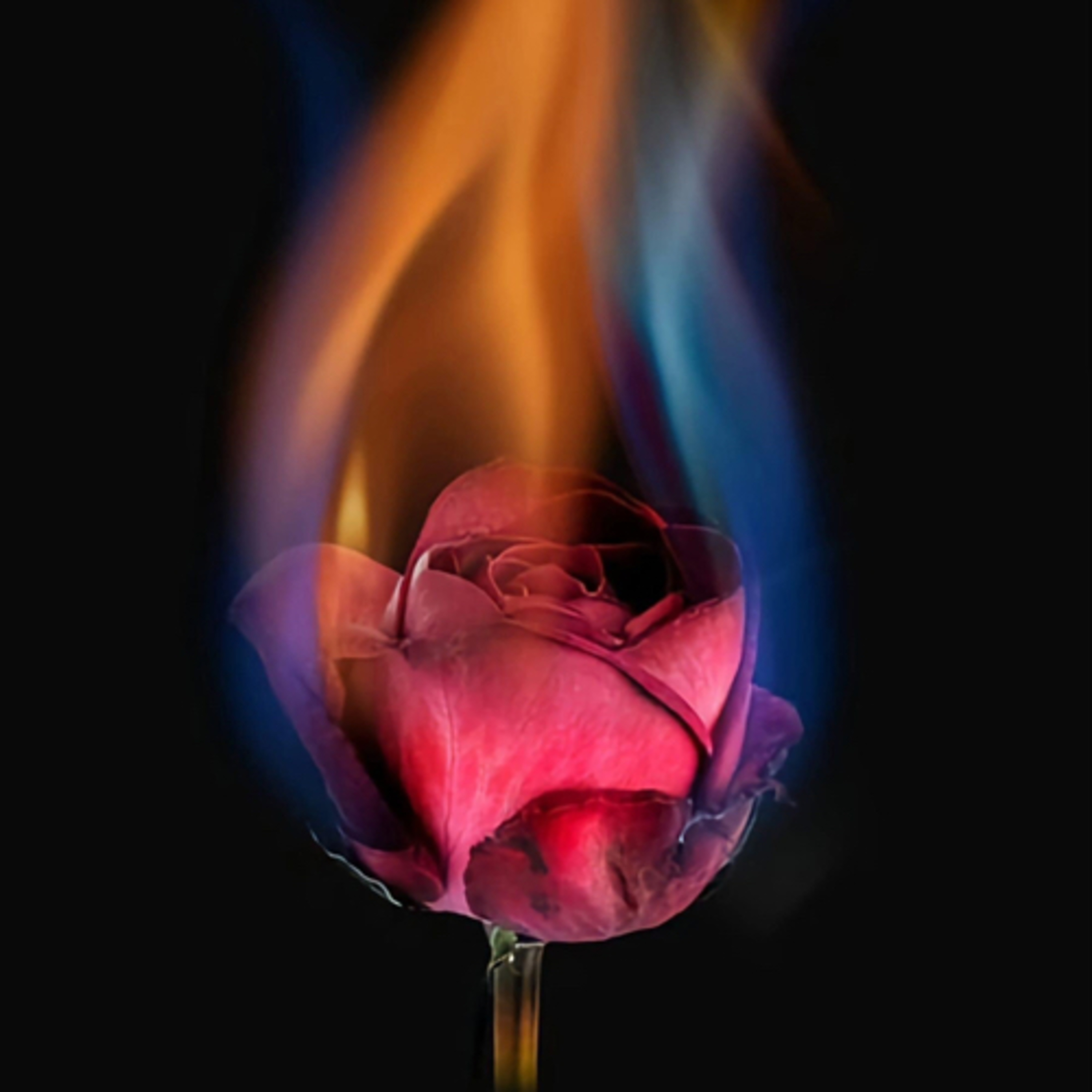 Un Mar de Letras y Sentimientos