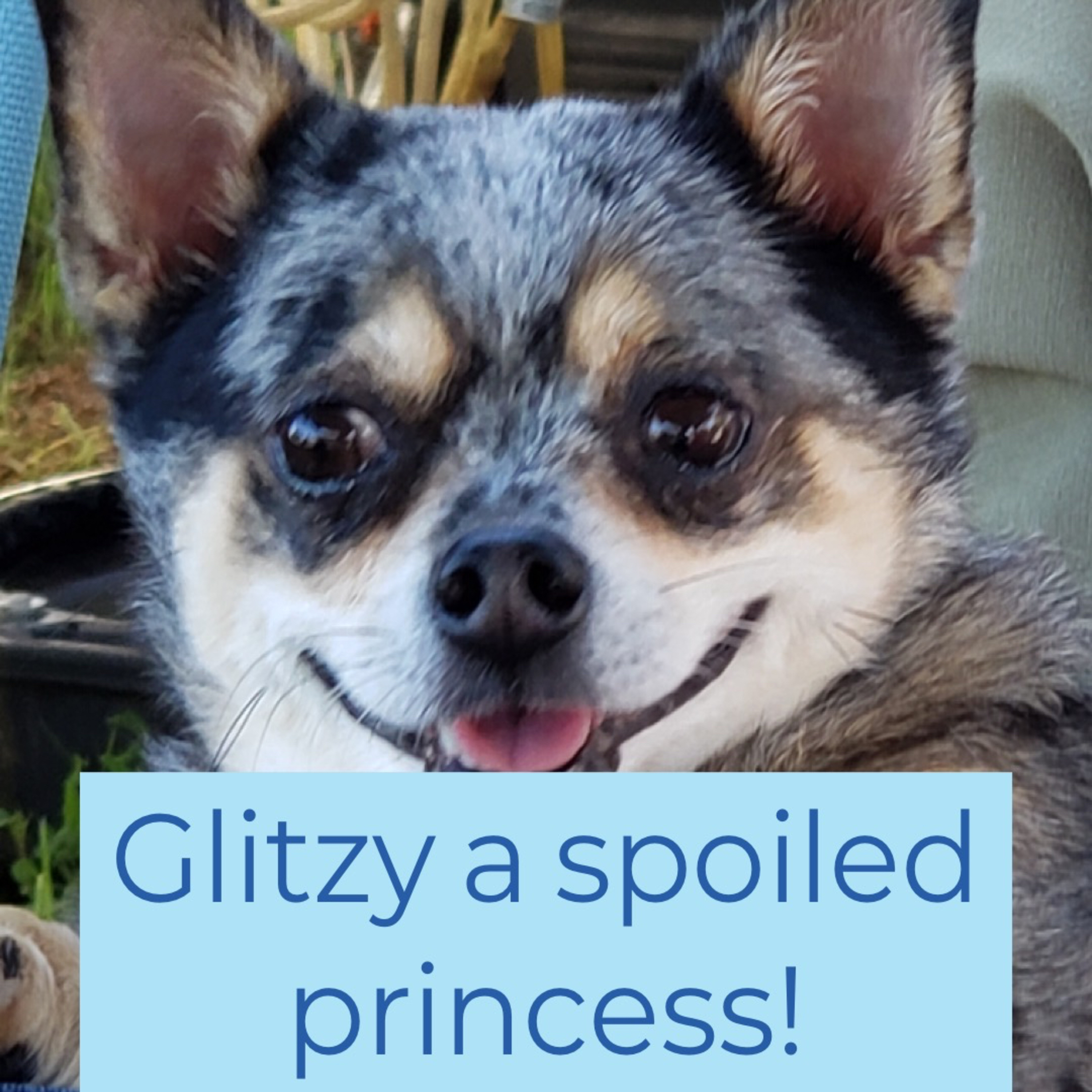 Glitzy my Dog  episode artwork