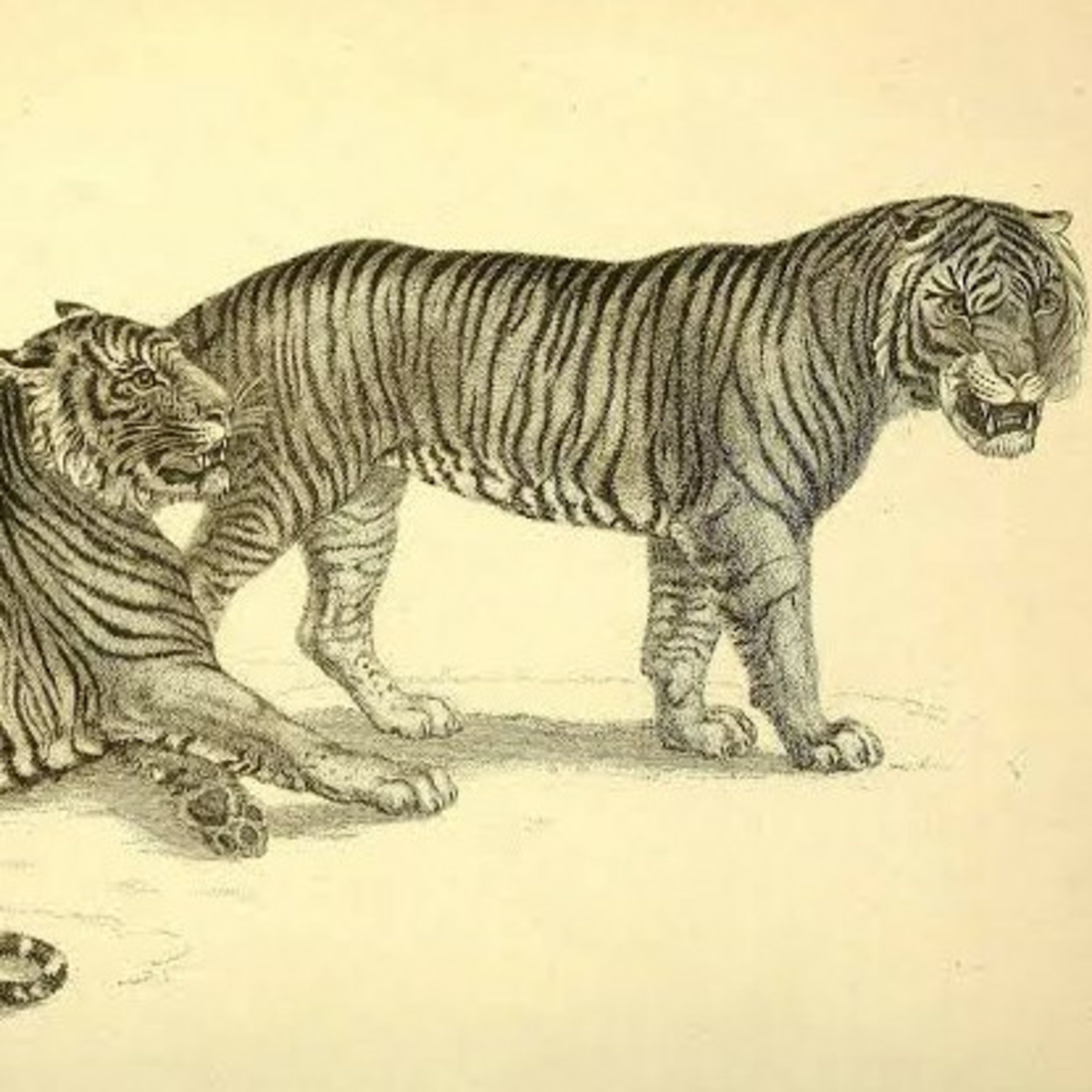 Lendas Urbanas E Contos De Fadas