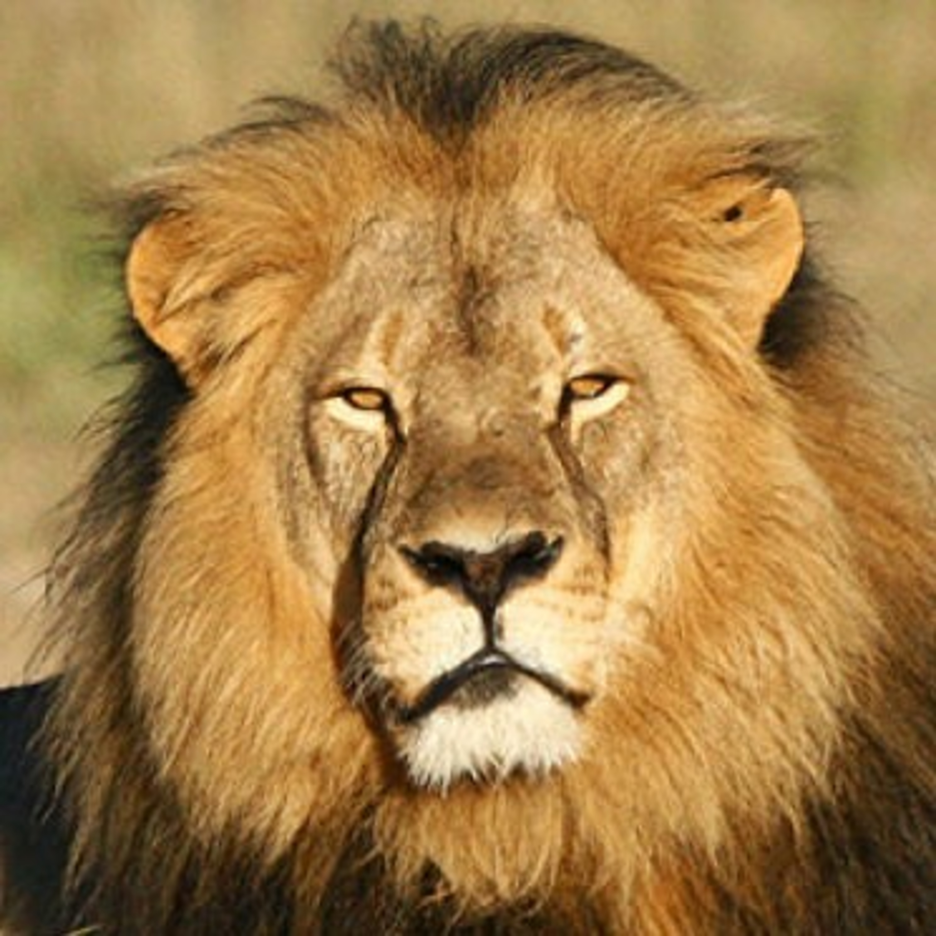 Special Episode- Animals