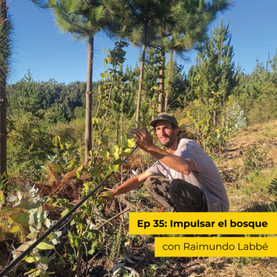 Ep 35: Impulsar el bosque, con Raimundo Labbé