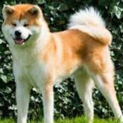 EL FANTÁSTICO MISTERIO DE LOS PERROS - DE DONDE VIENEN Y CUÁLES SON POR ELLO SUS PRINCIPALES CARÁCTERÍSTICAS PARA APOYARNOS EN LA VIDA