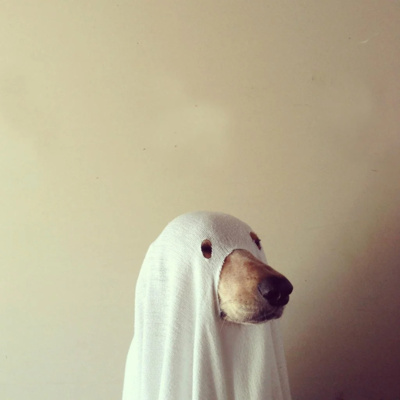 47 Ghostly Pets and Animals Seeing the Unseen