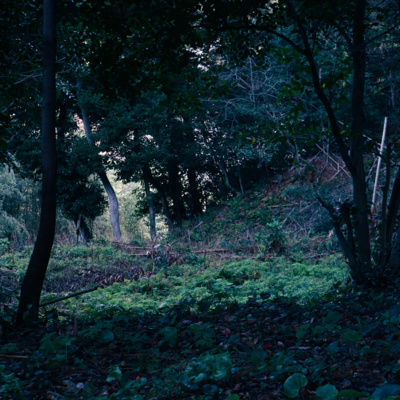 into the woods