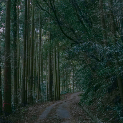 birds, woods, in walking