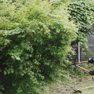  《gardening》Mowing the weeds and Pruning branches a bit in the back yard / 《ガーデニング》裏庭の雑草を刈って、枝を少し剪定