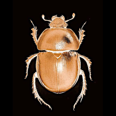 Connaissance de Soi ♾️ par Nico Pène