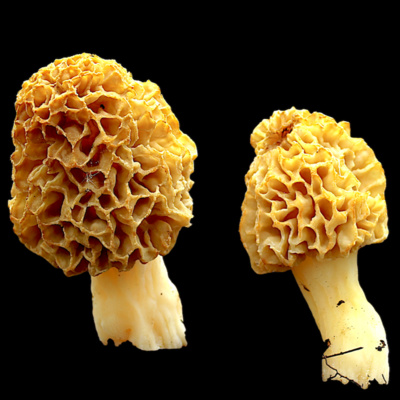 Connaissance de Soi ♾️ par Nico Pène