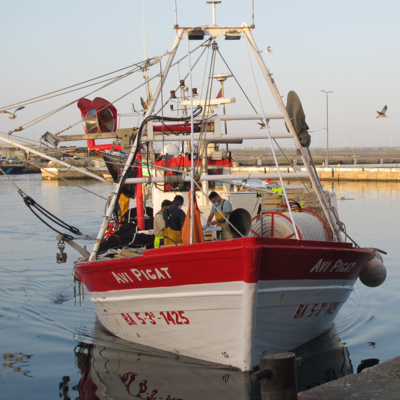 Entrevista a Marta Coll: ¿qué está cambiando en la sardina, el boquerón y la alacha en el Mediterráneo español?