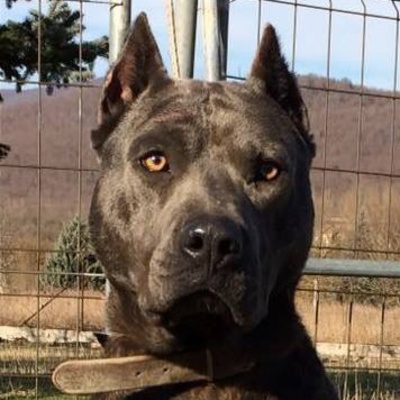 mollosso presa mayo breed