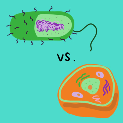 Eukaryotes vs. Prokaryotes