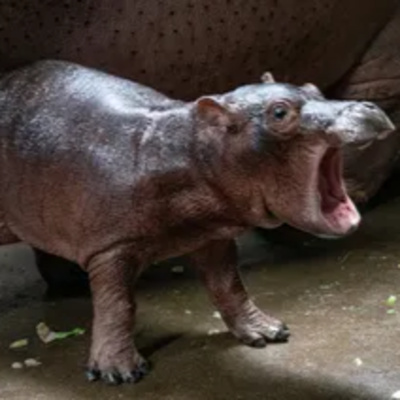 We talk about the new name for the Cincinnati Zoo baby hippo episode artwork