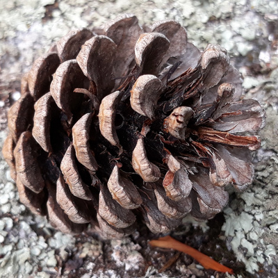 The Little Pinecone: A short prophetic word of encouragement.