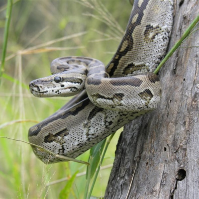 Serpiente - Curso de Biblia 41