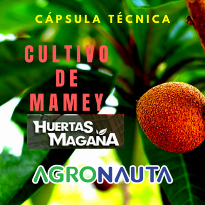 Episodio 25 T3: Cápsula Técnica, Cultivo de Mamey - Huertas Magaña episode artwork