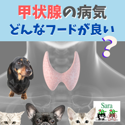 #232. 甲状腺の病気、どんなフードを与えたら良い？（質問への回答） episode artwork