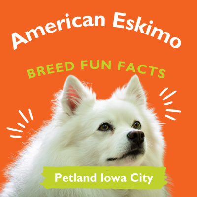 PAWSitively Petland Show