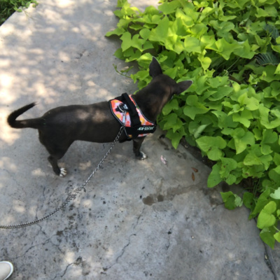 ¿Pasear con collar o arnés/pechera? | ¿Sabías que utilizar el inadecuado le puede ocasionar daños de salud a tu perrito?