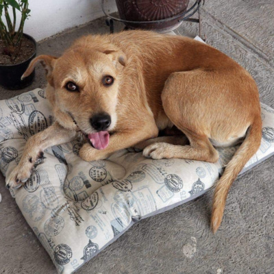 Conoce a Frodo | ¡Un perrito en adopción desde hace 4 años!