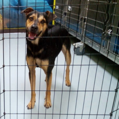 ¡Ponchito en adopción! | No ha tenido suerte por su tamaño y color
