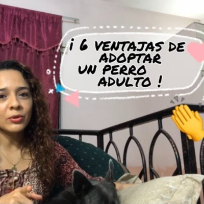 6 ventajas de adoptar un perro adulto
