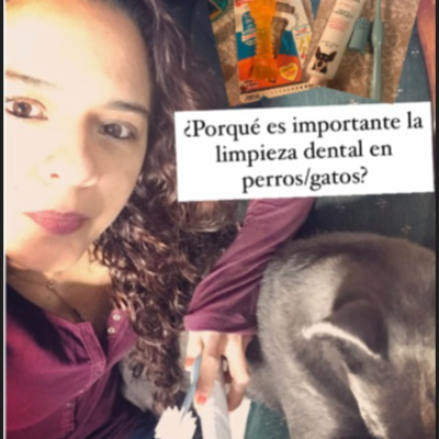 Una de las claves para prolongar la vida de tu perro : Su limpieza dental