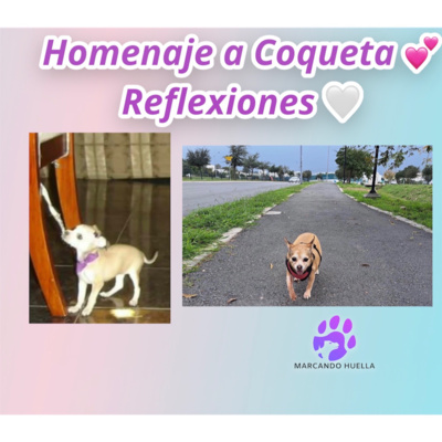 E#09- Homenaje a Coqueta | 7 reflexiones después de su partida