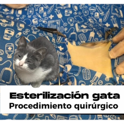 E#10 - Esterilización de gatas ¿Cómo es?