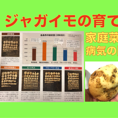 24 虫に食べられた野菜は美味しい という誤解 By けんゆーの農業チャンネル A Podcast On Anchor