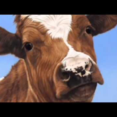 Brown Cow | Cow Riding Not Recomended