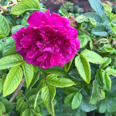 Old Rose