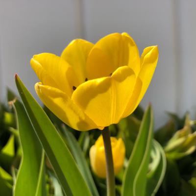 Celebrate Spring
