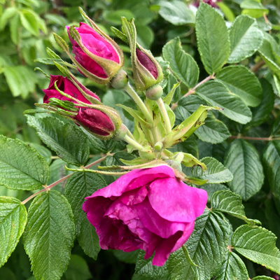 The Rescue of Old Rose | How to Care for Shrub Roses