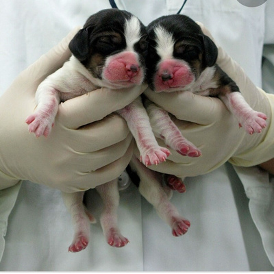 CLONING(the pros and cons)