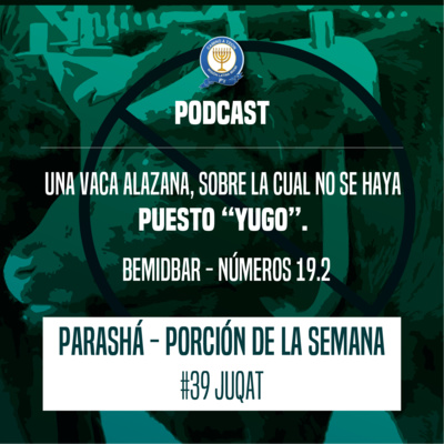 UNA VACA ALAZANA, SOBRE LA CUAL NO SE HAYA PUESTO “YUGO”. UNA VACA ALAZANA, SOBRE LA CUAL NO SE HAYA PUESTO “YUGO”.