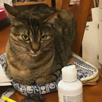 I Talk to My Cat About Whatever\'s on My Mind