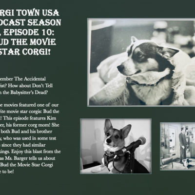 Bud The Movie Star Corgi