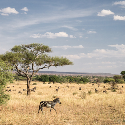 Le parc national de Tarangire en Tanzanie Le parc national de Tarangire en Tanzanie
